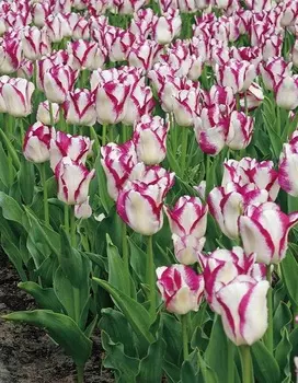 Тюльпан Эффаер 1 уп. (5 шт.) весна