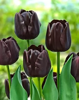 Тюльпан Кафе Нуар 1 уп. (3шт.)