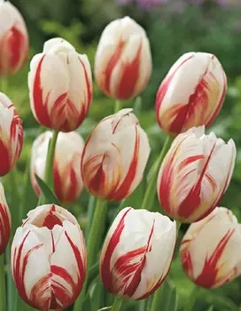 Тюльпан Карнавал де Рио 1 уп. (3шт.)