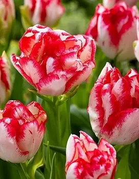 Тюльпан Картуш 1 уп. (3шт.)