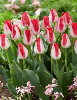 Тюльпан Киссабл 1 уп. (3шт.)