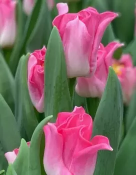 Тюльпан Краун оф Династи 1 уп. (3шт.)