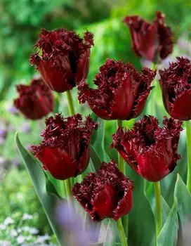 Тюльпан Лабрадор 1 уп. (3шт.)