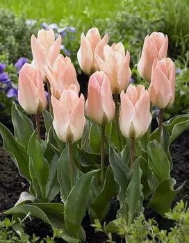 Тюльпан Литтл герл 1 уп. (5 шт.)