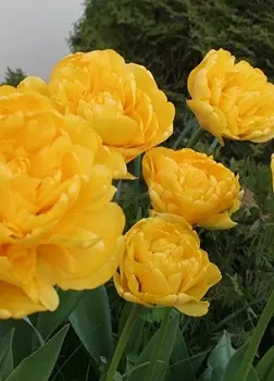 Тюльпан Монте Пион 1 уп. (6шт.)