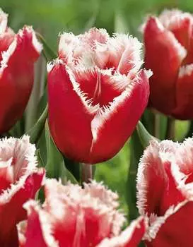 Тюльпан Нью Санта 1 уп.(6шт.)