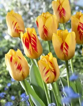 Тюльпан Олимпик Флейм 1 уп. (3шт.)