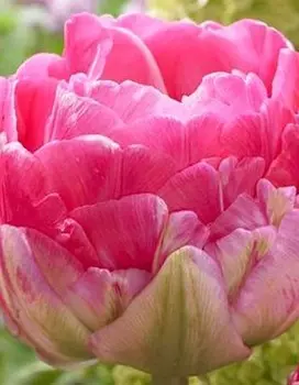 Тюльпан Пинксайз 1 уп. (3шт.)