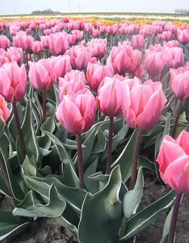 Тюльпан Претти Принцесс 1 шт