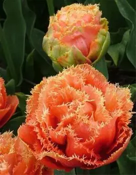 Тюльпан Сенсуал Тач 1 уп. (3шт.)