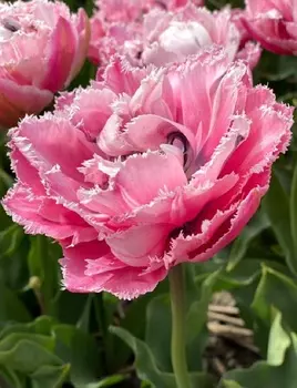 Тюльпан Шугар Кристалл 1 уп.(3шт.)