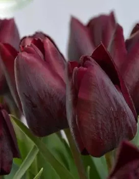 Тюльпан Уолфлауэр 1 уп. (3шт.)