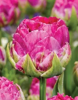 Тюльпан Викед ин Пинк 1 уп. (3шт.)