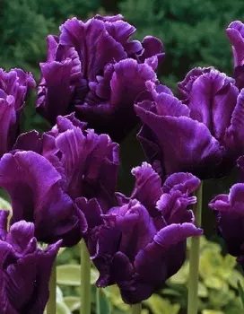 Тюльпан Виктория Сикрет 1 уп. (3шт.)