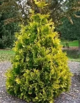 Туя западная Ауреоспиката 1 шт Р9