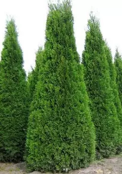Туя западная Колумна 1 шт Р9