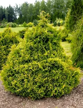 Туя западная Столвик 1 шт Р9