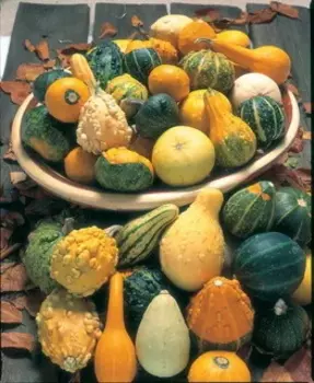 Тыква декоративная Сказки Шахерезады (УД) 6 шт