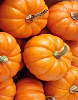 Тыква крупноплодная Пабло (Селекция "ВХ") 2 гр цв.п