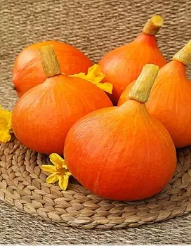 Тыква крупноплодная Японская принцесса (Селекция "ВХ") 2 гр. цв.п.