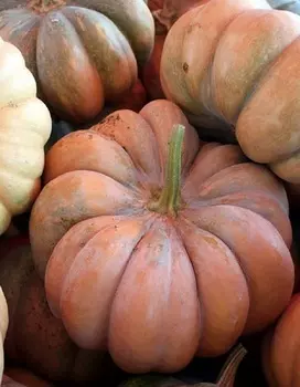 Тыква мускатная Прованская 2 гр цв.п