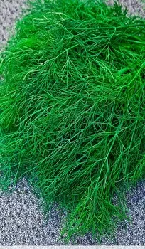 Укроп Зеленое кружево (Селекция "ВХ") 2 гр б.п