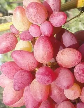 Виноград плодовый Арго 1 шт