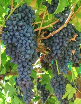 Виноград плодовый КМ Чёрный Палец 1 шт