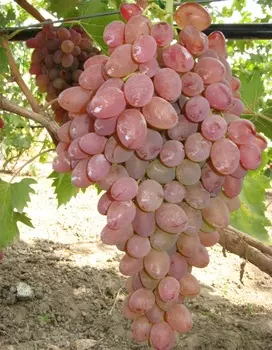 Виноград плодовый КМ Казахстанский 1 шт