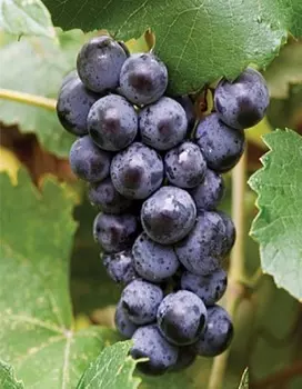 Виноград плодовый Марс 1 шт