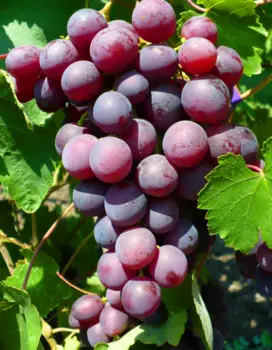 Виноград плодовый Памяти Учителя 1 шт