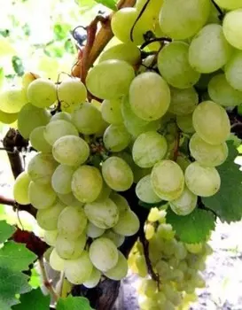 Виноград плодовый Русский Янтарь 1 шт