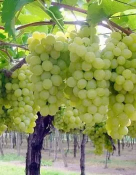 Виноград плодовый Супер-экстра 1 шт