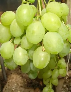 Виноград плодовый Талисман (Кеша) 1 шт