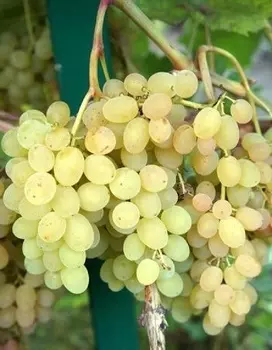 Виноград универсальный Мускат Голодриги 1 шт