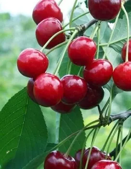 Вишня Молодежная (Prunus cerasus) 1 шт ОКС