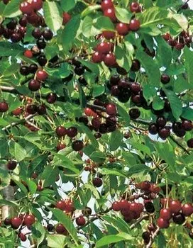 Вишня Радонеж (Prunus cerasus) 1 шт ОКС