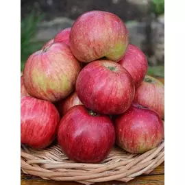 Яблоня Анис Свердловский 1 шт