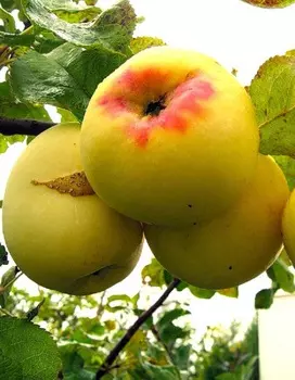 Яблоня Антоновка золотая 1 шт