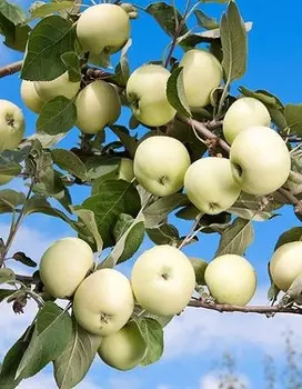 Яблоня Белый налив 1 шт ОКС