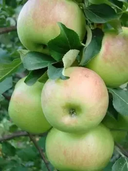 Яблоня Богатырь 1 шт. ОКС