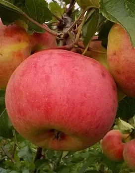 Яблоня Болотовское 1 шт