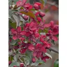 Яблоня декоративная Хелена 1 шт С2