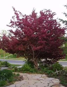 Яблоня декоративная Пионерка 1 шт С2