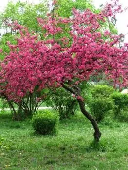 Яблоня декоративная Роялти 1 шт ОКС