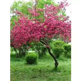 Яблоня декоративная Роялти 1 шт С2