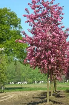 Яблоня декоративная Рудольф 1 шт. ОКС