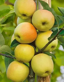 Яблоня Диалог (колонновидная) 1 шт ОКС