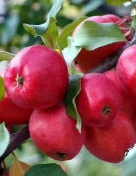 Яблоня Китайка Керр 1 шт ОКС