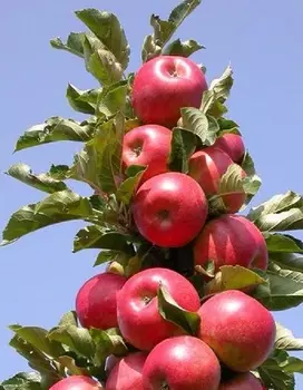 Яблоня колонновидная Стрела 1 шт